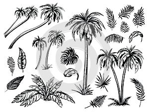 Palm trees and leaves. Black line silhouettes. Vector sketch illustration.