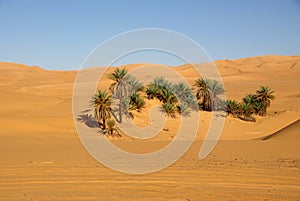 Palm trees in Libya