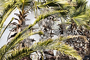 Palm trees at Limanul Siutghiol, Mamaia. Nature Inspirations