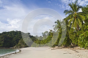 Playa Manuel Antonio & Palm Trees photo
