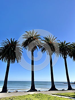Beachside Bliss: Five Palm Trees by the Ocean's Edge