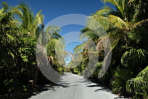 Palm trees lining beach road