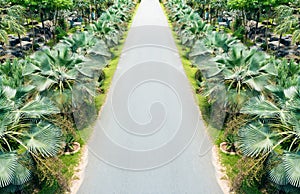 Palm trees lining beside the street