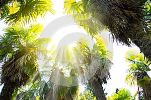 Palm trees lit by sun, green lush vegetation