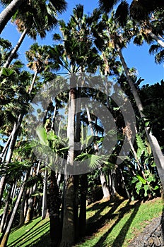 Palm trees at Loro Park photo