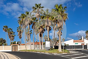 Palm trees in Los Abrigos, Tenerife, Spain photo