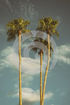 Palm Trees Los Angeles California USA