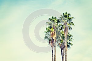 Palm trees in Los Angeles in vintage tone