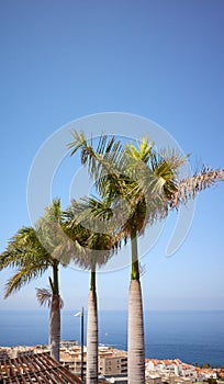 Palm trees in Los Gigantes resort town, Tenerife