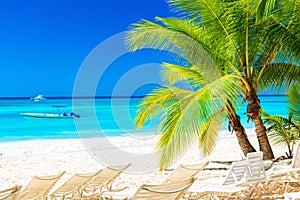 Palm trees with lounge chairs on the caribbean tropical beach. Saona Island, Dominican Republic. Vacation travel background