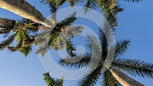 Palm Trees from a lower point of view