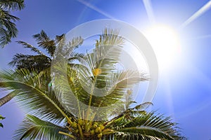 Palm trees, low angle view against blue sky.