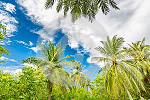 Palm trees low angle view. Tropical pattern beach