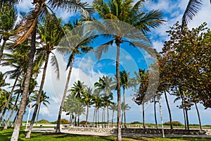 Palm trees in Lummus Park