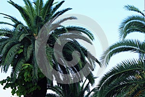 Palm trees with lush green leaves on a blue sky close-up.