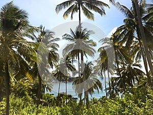 Palm trees on lush green shore of a tropical island under blue cloudy sky