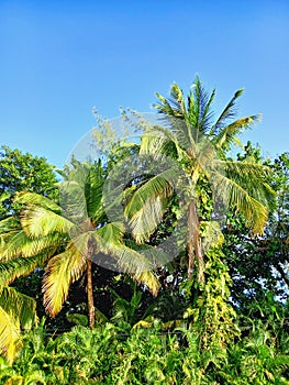 Palm trees and lush vegetation under tropical blue sky. Palm branches blowing in the wind. Landscape, nature and vegetation of the