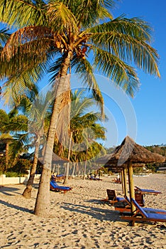 Palm trees on luxury exotic beach