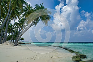 Palm trees on Maafushi Island Maldives photo