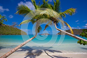 Palm trees Maho Beach on St John in the US Virgin Islands