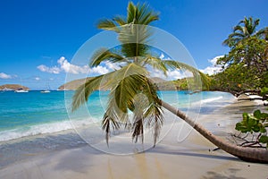 Palm trees Maho Beach on St John in the US Virgin Islands