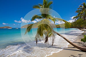 Palm trees Maho Beach on St John in the US Virgin Islands