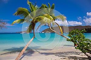 Palm trees Maho Beach on St John in the US Virgin Islands photo