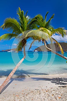 Palm trees Maho Beach on St John in the US Virgin Islands photo
