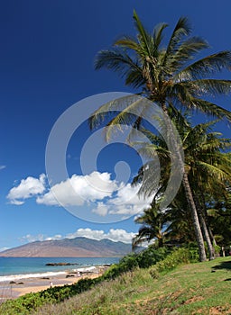 Palm Trees in Maui