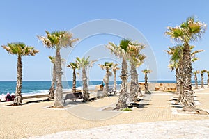 Palm Trees by the Mediterranean Sea - Acre