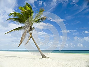 palm trees in Mexico, Riviera Maya photo