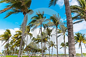 Palm trees in Miami Beach