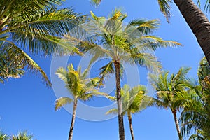 Palm trees at Miami Beach South Beach, Florida, USA