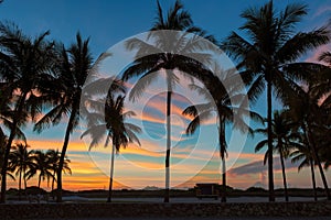 Palm trees on Miami Beach at sunrise