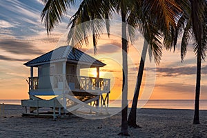 Palm trees in Miami beach at sunrise
