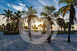 Palm trees on Miami Beach at sunrise