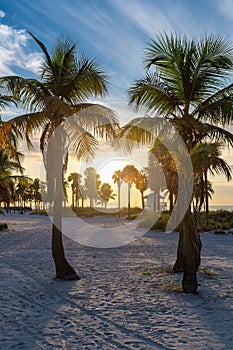 Palm trees on Miami Beach at sunrise