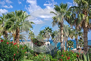 Palm trees and mirabilis jalapa flowers with blue sky and sea on background