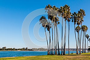 Palm Trees on Mission Bay in San Diego photo