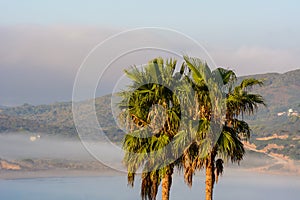 Palm trees. Misty morning