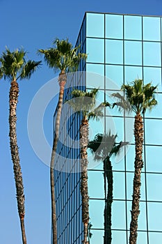 Palm trees and modern architecture