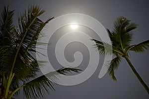 Palm Trees With Moon And Sky