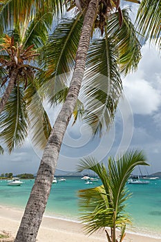 Palm Trees and Moored Boats