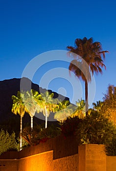 Palm trees and mountain at dusk