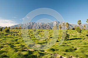 Palm Trees and Mountains