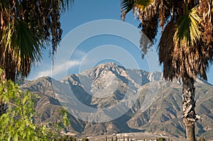 Palm Trees and Mountains