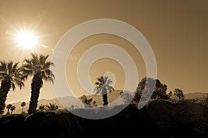 Palm Trees and Mountains