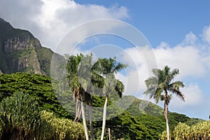 Palm trees and mountains on Hawaii