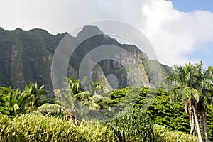 Palm trees and mountains on Hawaii