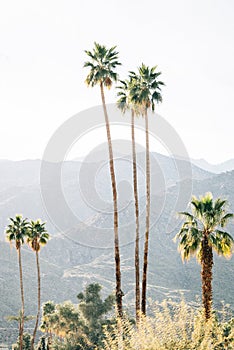 Palm trees and mountains in Palm Springs, California